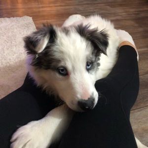 Meet your Posher, Sahiėm